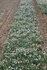 Galanthus nivalis (enkele sneeuwklok)_
