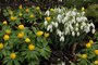 Galanthus nivalis (enkele sneeuwklok)_