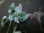 Galanthus "dionysus" (dubbel donkergroen hart)_