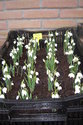Galanthus-nivalis-Flore-Pleno-(dubbele-sneeuwklok)